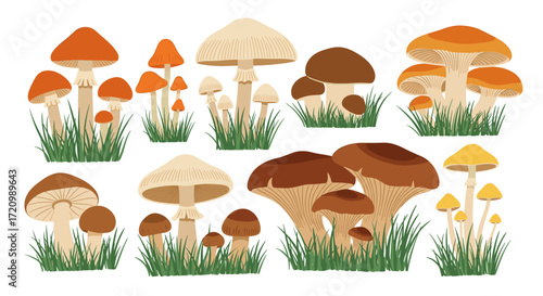 A collection of various types of edible and poisonous wild mushrooms growing in green grass.