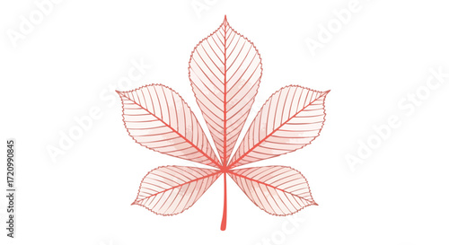 A detailed red line drawing of a palmately compound leaf, like a buckeye or horse chestnut, on a white background.