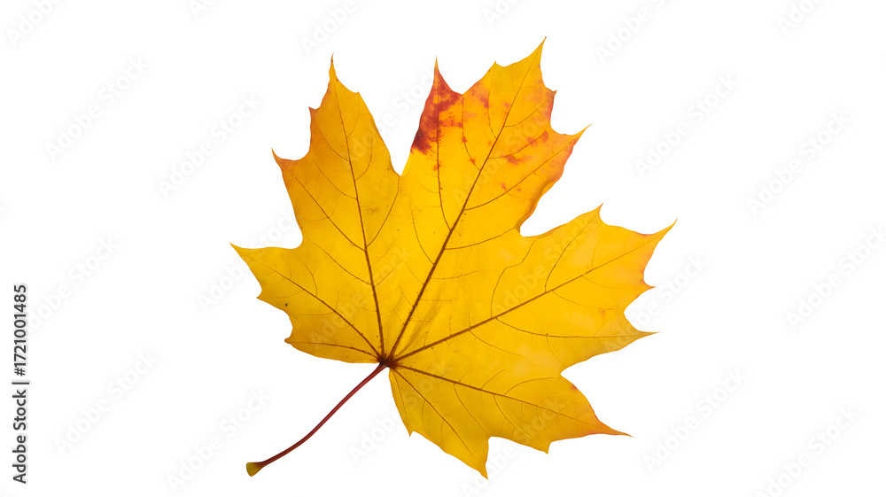 Fototapeta premium A single vibrant yellow maple leaf with hints of red and orange isolated on a transparent background isolated on transparent background