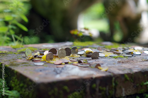 Coins lay on the mossy ground in the forest.
