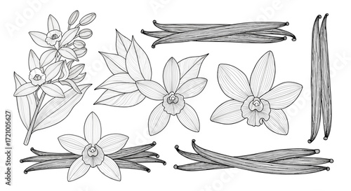 Botanical illustration of vanilla beans flowers and leaves.