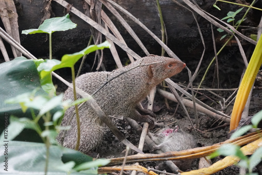Fototapeta premium Indian Grey Mongoose in Natural Habitat