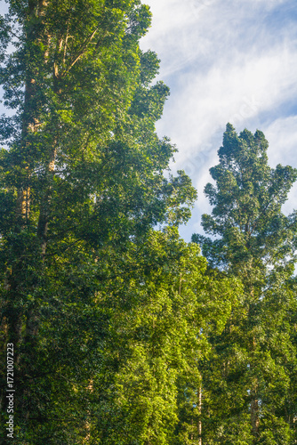 A tall forest tree from the ancient conifer family Araucariaceae, genus Agathis (Agathis dammara) In Indonesia, this tree is known as the damar tree or kauri.