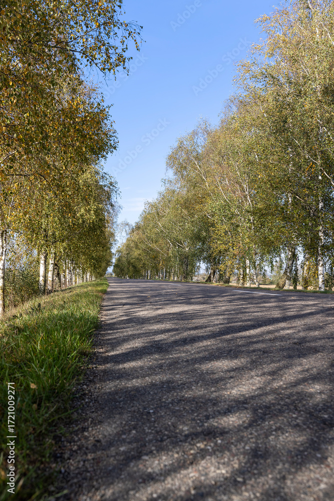 Naklejka premium a road with birch trees on the side of the road in the autumn season, tall birches growing along the highway during the autumn leaf fall