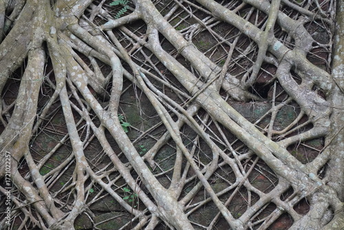Intertwined banyan tree roots forming natural lattice pattern on old wall