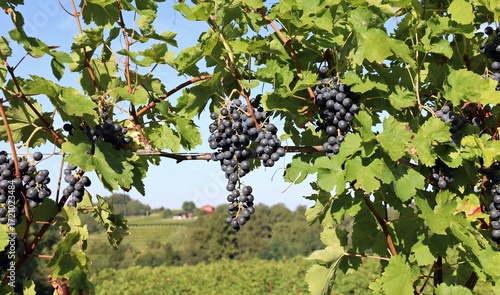 Wallpaper Mural Bunches of Franconia red grapes of  hanging on vine with landscape on background. It is akso known as Blaufrankish or Lembreger. Torontodigital.ca