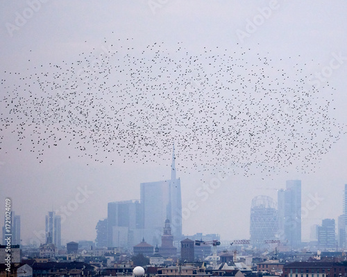 Flock of migrating birds flying in silver-blue sky over a citysc
