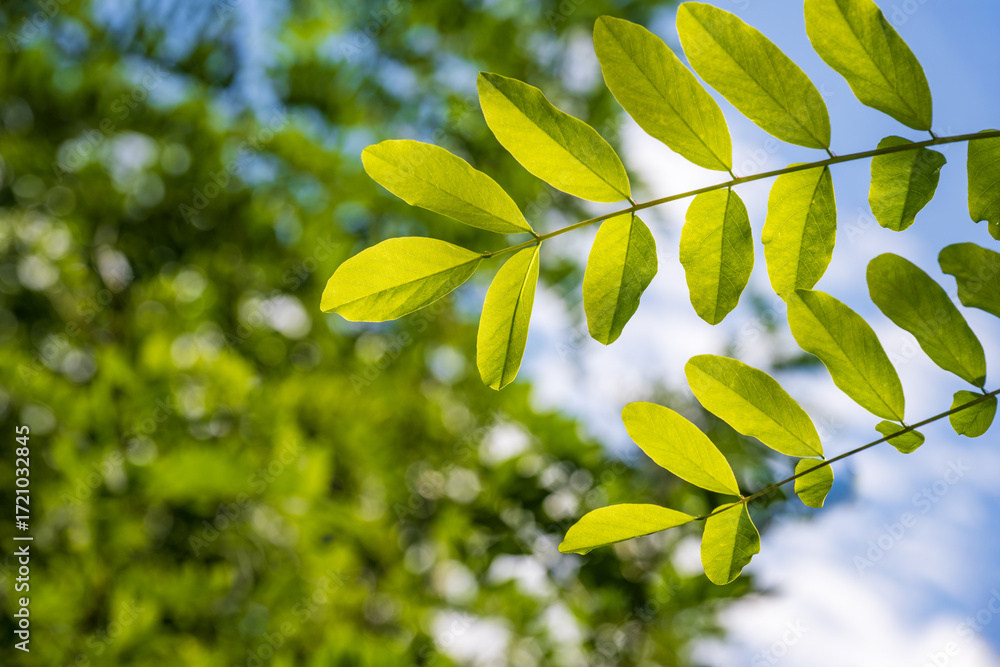 Obraz premium Sunlit Green Leaves with Bokeh Background, Korea