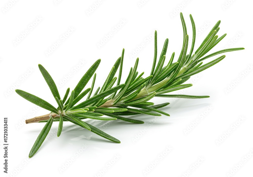 Fototapeta premium A close-up studio shot of a fresh sprig of rosemary with its characteristic needle-like green leaves against a white background.