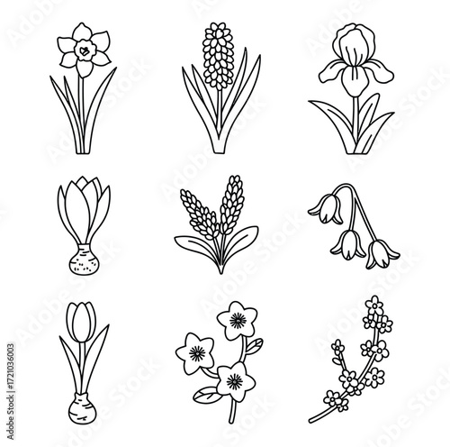 Spring flower illustrations spring flowers daffodil