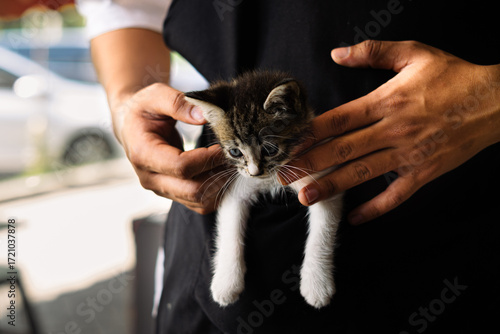 Картината върху платно Hands gently cradling a small tabby kitten, close-up