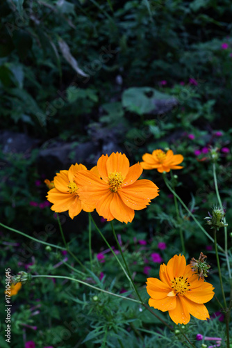 暗い背景、雫のついたオレンジ色の花