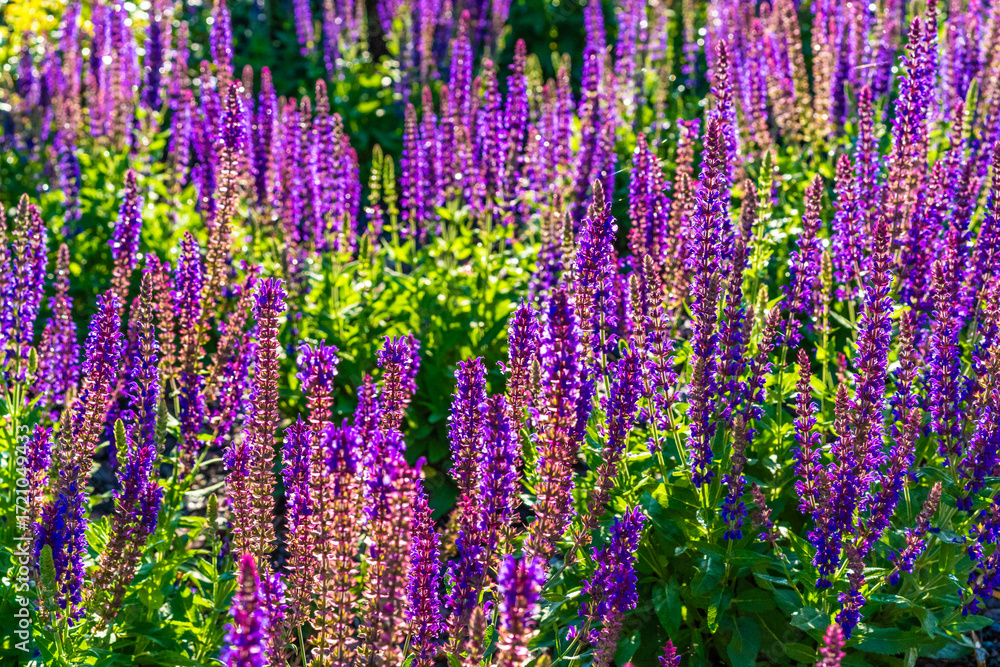 Obraz premium Purple sage in bloom in summertime