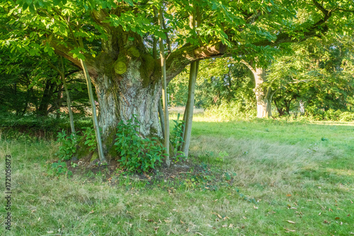 Castanea sativa Esskastanie mit Stockausschlag
