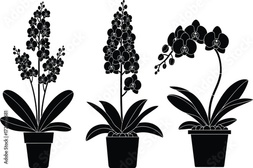 Silhouette of orchid potted plants, decorative flowers, indoor gardening design, houseplant decoration, black floral vector illustration, modern botanical artwork