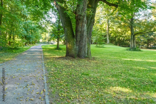 Castanea sativa Esskastanie Parkbaum Detail Habitus mit heruntergefallenen Früchten