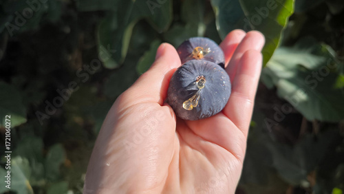 ripe black fig with nectar drops in palm.