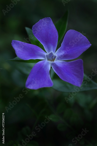 美しいツルニチニチソウ