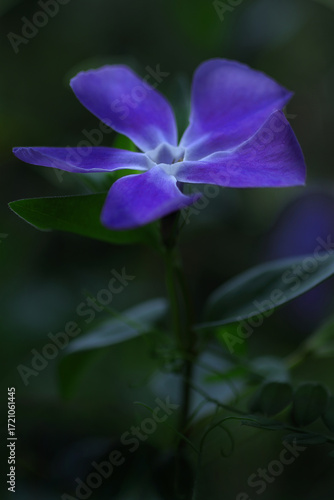 メルヘンチックなツルニチニチソウ