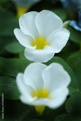 二輪咲きのフヨウカタバミ