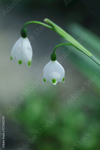 愛らしいスノーフレーク