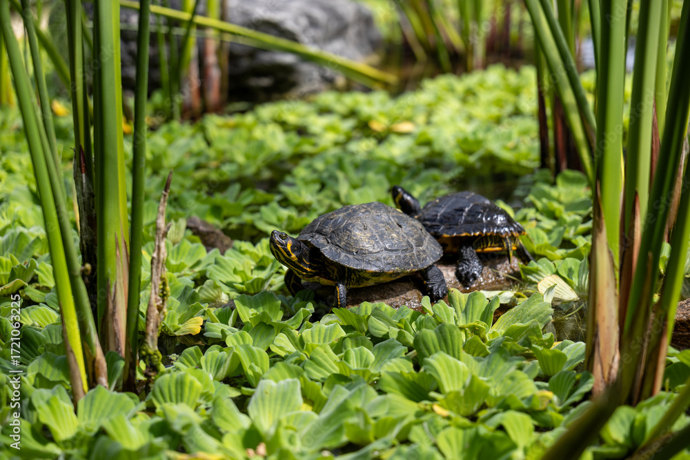 Obraz premium Freshwater turtles basking on rock among aquatic plants in pond, symbol of reptiles, wildlife, natural ecosystem, relaxation and biodiversity in nature