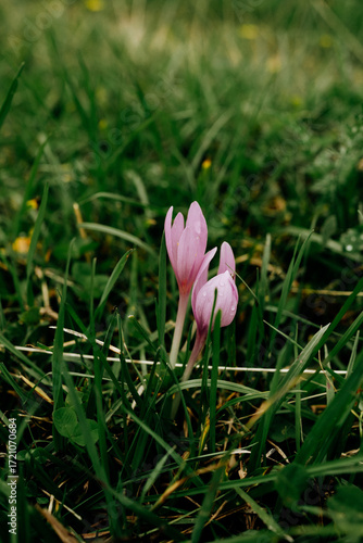 Wallpaper Mural Herbstzeitlose auf der Wiese Torontodigital.ca