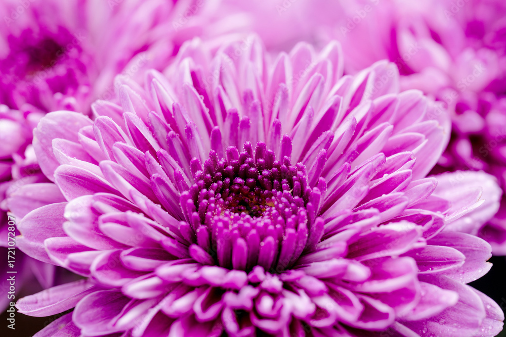 Fototapeta premium スプレー菊の紫色の花をベージュ背景でマクロ撮影05