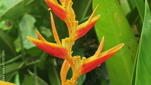 Heliconia flower with nature background.
