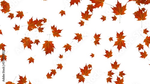 Autumn background Yellow and red maple leaves appear on a wooden background Stop motion Falling autumn leaves gold maple leaves dance background