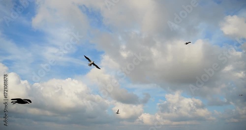 dynamic aerial view of multiple seagulls soaring across a blue cloudy sky captured in 4k dci motion as a real scene showing freedom wildlife nature and flight atmosphere