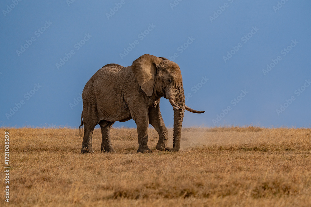 Fototapeta premium Clsoe up of African Bush Elephants walking on the road in wildlife reserve. Maasai Mara, Kenya, Africa. (Loxodonta africana)