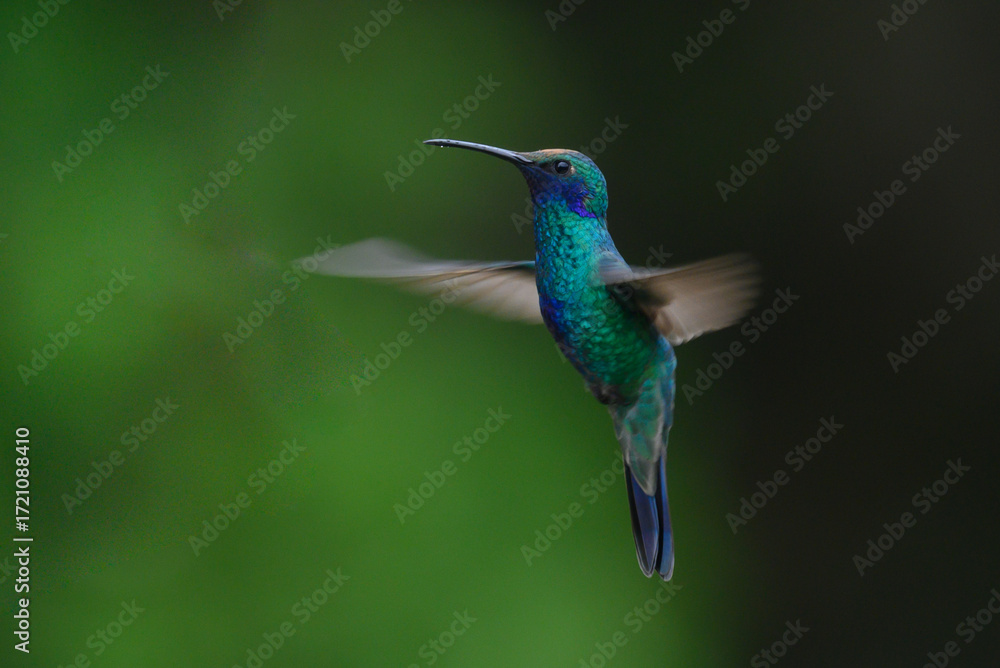 Obraz premium The picture shows an emerald hummingbird (Amazilia luciae), also known as a Honduran emerald.