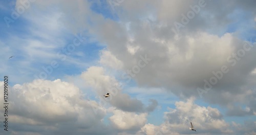 dynamic aerial view of multiple seagulls soaring across a blue cloudy sky captured in 4k dci motion as a real scene showing freedom wildlife nature and flight atmosphere