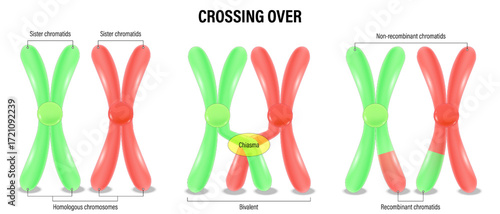 Chromosomal crossover. Crossing over of chromosome. Crossing over between the non-sister chromatids of the homologous chromosome. Genetic recombination. 