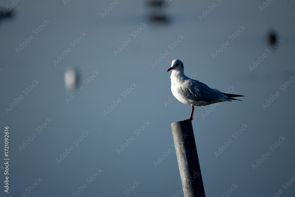 Fototapeta premium bird, seagull, gull, nature, animal, sea, white, beak, sky, beach, wildlife, feather, blue, water, dove, ocean, standing, feathers, pigeon, wing, perched, wild, birds, black