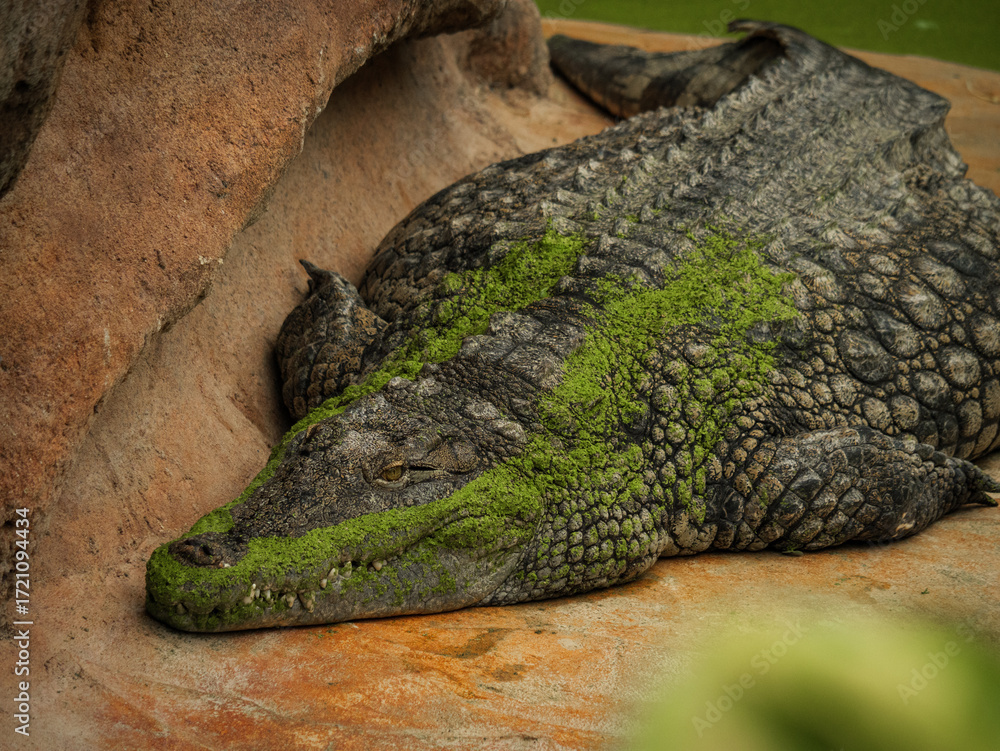 Fototapeta premium Crocodile qui se repose sur la terre