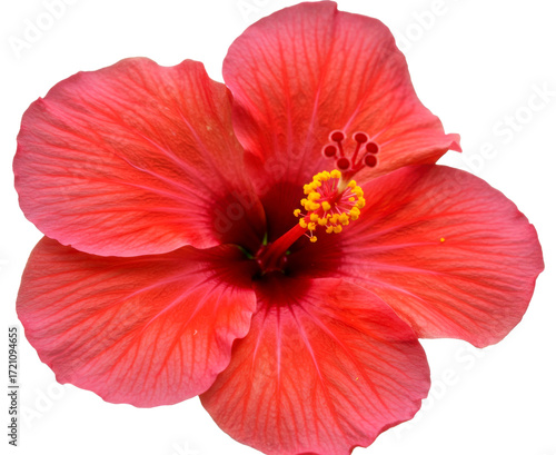 Tropical Chinese Hibiscus or China Rose Bloom. Bright Red Hibiscus Flower. Hibiscus rosa-sinensis Bunga Raya