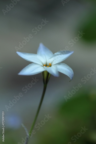 可憐なハナニラ