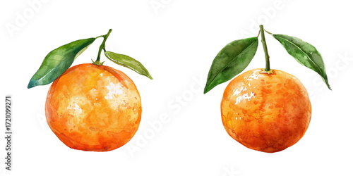 cute clementine fruit watercolor vector illustration