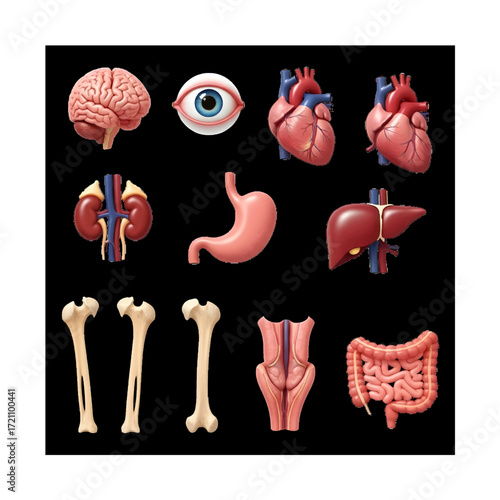 Collection of human organs and bones isolated on black background