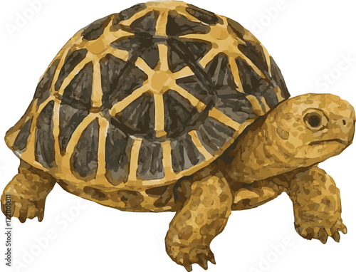 Vector watercolor illustration of a Indian Star Tortoise