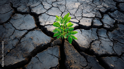 Cracked mud with tiny green sprout struggling to grow. Water crisis and water shortage in summer during long drought is a global problem of drought on the planet.