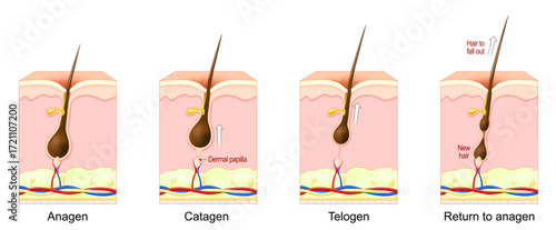 Hair growth cycle.