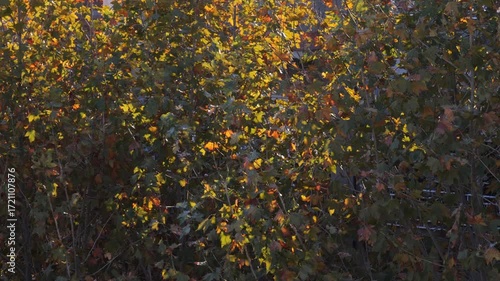 A dense thicket of autumn foliage with vibrant yellow and orange leaves. The sunlight filters through, creating a warm glow in the scene.