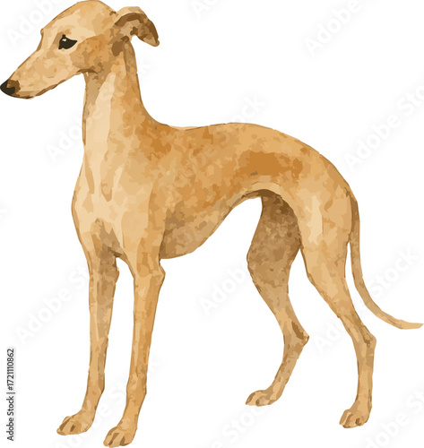 Vector adorable watercolor illustration of a sighthound dog