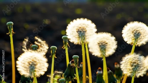 Wallpaper Mural Whispering Dandelions: A gentle dance of seeds in golden hour sunlight creates magic Torontodigital.ca