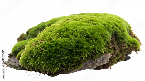 Green moss clump with dense velvet texture isolated on a transparent background nature