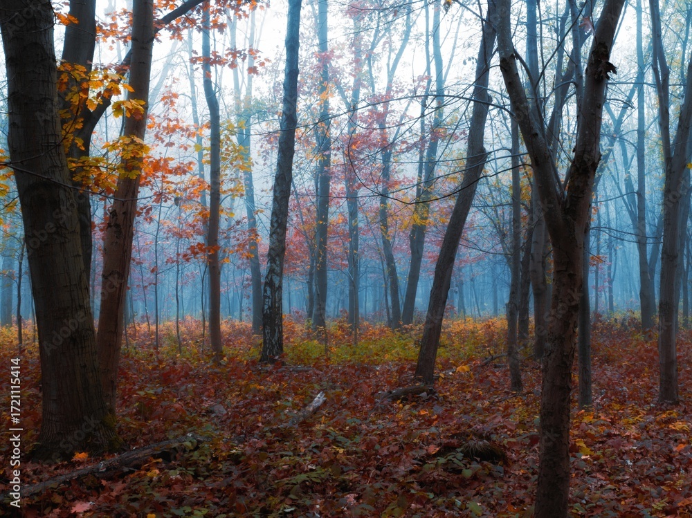Obraz premium Moody forest with fallen leaves in the fog. Atmospheric autumn woods. Mysterious place. Mystical landscape.