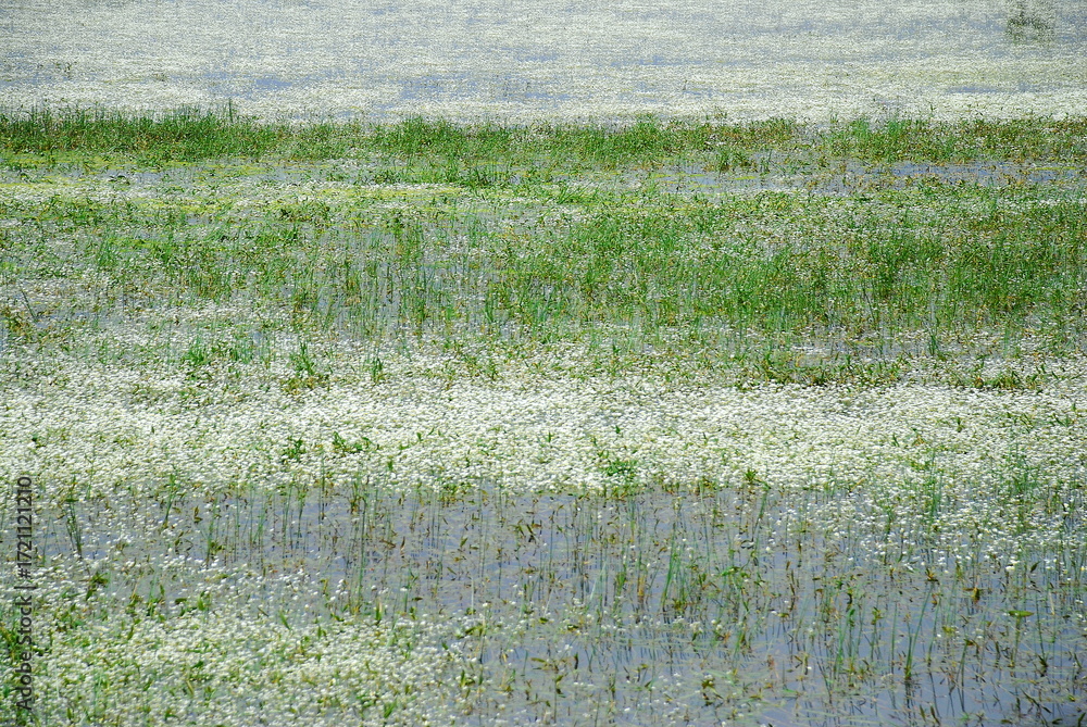 Fototapeta premium reed in the water